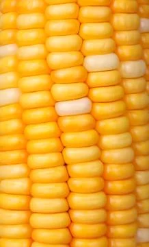 Corn seeds Фото