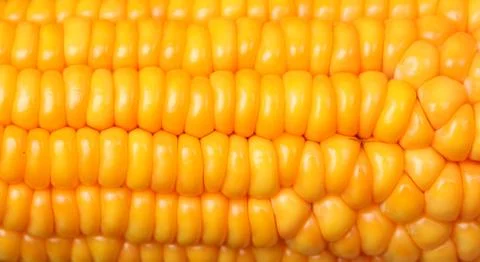 Corn seeds Fotos Stock
