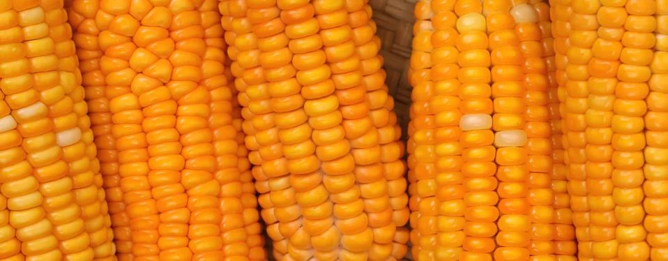 Corn seeds Stock Photos