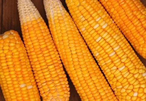 Corn seeds Stock Photos