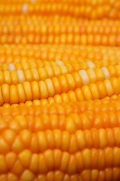 Corn seeds Stock Photos