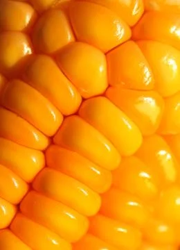 Corn seeds Stock Photos