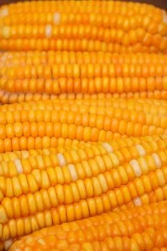 Corn seeds Stock Photos