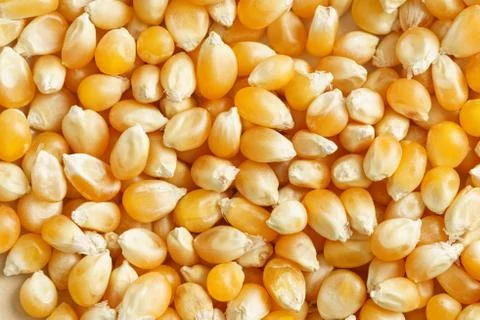 Corn seeds Stock Photos