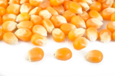 Corn seeds Stock Photos