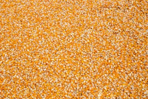 Corn seeds Stock Photos