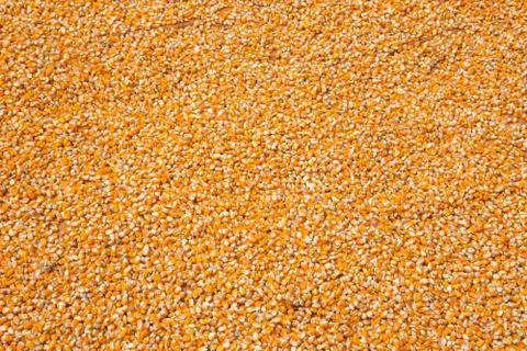Corn seeds Stock Photos