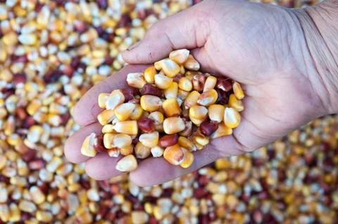 Corn seeds Foto stock