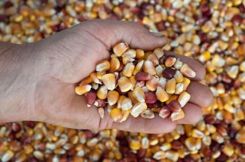 Corn seeds Stock Photos