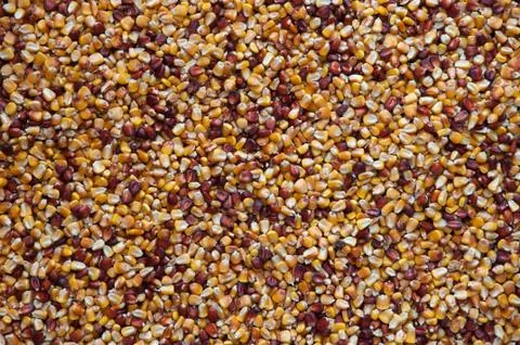 Corn seeds Stock Photos