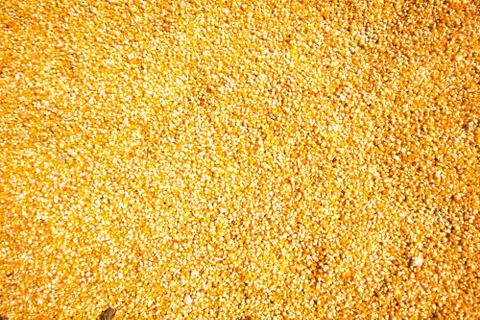 Corn Seeds Foto stock