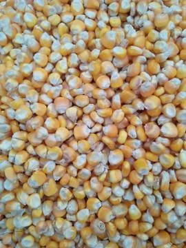 Corn seeds Foto stock
