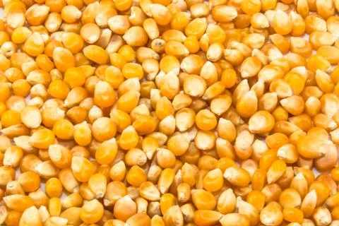 Corn seeds Stock Photos