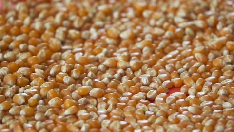 Corn Seeds Rolling And Bouncing, Slow Motion 250 FPS Stock Footage 92146868