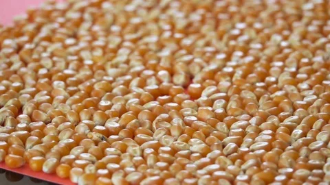 Corn Seeds Rolling, Slow Motion 250 FPS Stock Footage 92146877