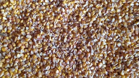 Corn seeds rotation Stock Footage 171856224
