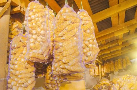 Corn seeds in sack. Stock Photos
