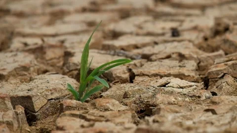 Corn seeds sway in the wind in a dry field  Stock Footage 287260316