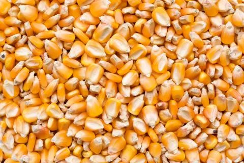 Corn seeds texture background Foto stock