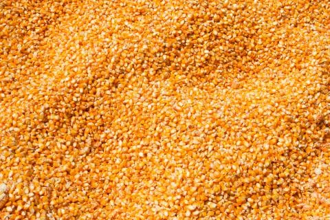 Corn seeds texture background Stock Photos