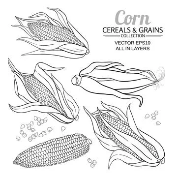 Corn seeds vector set on white background Illustrazione stock