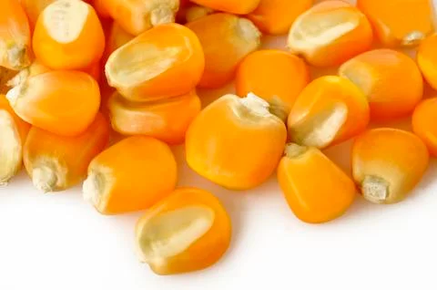 Corn seeds on white background Stock Photos