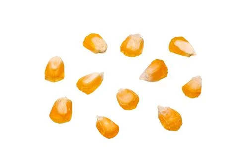 Corn seeds on white Stock Photos