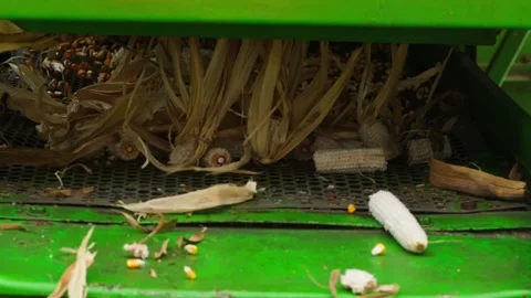 Corn Separating from cob and husks during post-harvest processing Machine. day Stock Footage 324454729