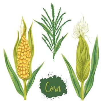 Corn set. Cobs, blossom branch and leaf. Stock Illustration