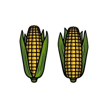 Corn set. Collection icon corn. Vector Stock Illustration