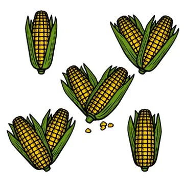 Corn set. Collection icon corn. Vector Illustrazione stock