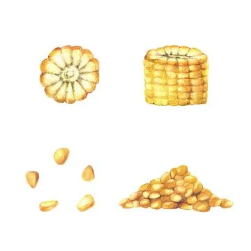 Corn set. Yellow kernels, cut corn cobs and a pile of yellow maize. Watercolor Illustrazione stock