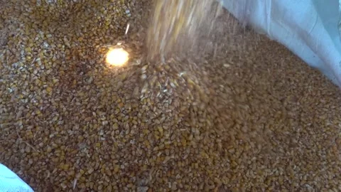 Corn shelling process with machinery separating kernels from cobs in a farm.. Stock Footage 284625148