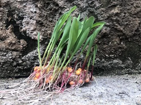 Corn shoots growing still on the cob against Stock Photos