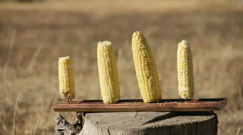 Corn Shot By 30-06 10% close Stock Footage 858564