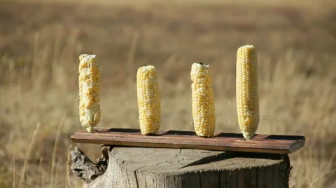 Corn Shot By 30-60 10% Stock Footage 857091