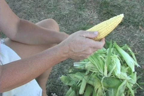 Corn shucking Stock-Footage 306484