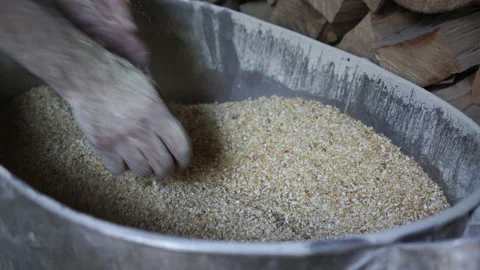 Corn Sifting and Checking Stock Footage 135743098