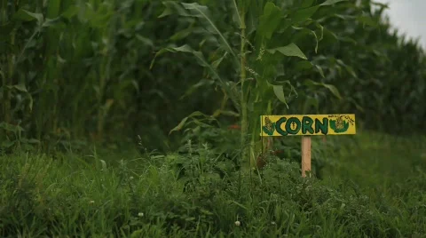 Corn sign 動画素材 594074