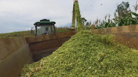 Corn Silage closeup 库存影片 92695193
