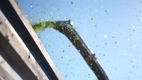 Corn Silage. corn field. Corn Maize Agriculture Nature Field. 库存影片 130964277