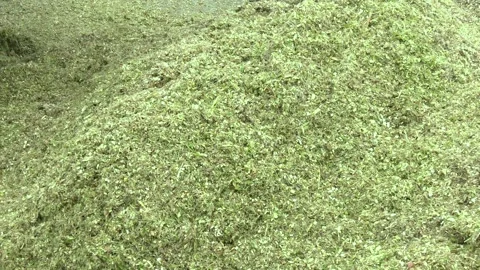 Corn silage is crushed and ready for laying in a silo trench pit Stock Footage 223817009