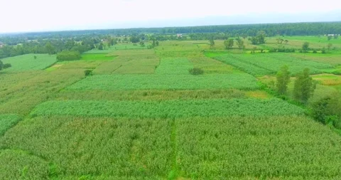 Corn in silage farm filed drone shot Stock Footage 219321038