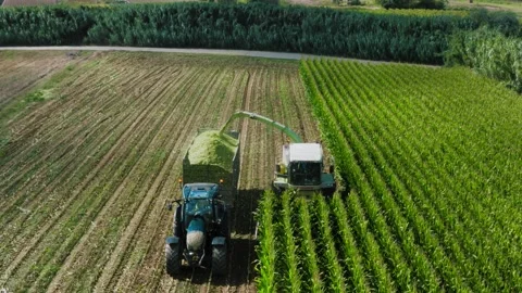 Corn Silage Harvesting with Tractor Harvester Drone Shot Bird View Stock Footage 247370820