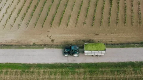 Corn Silage Harvesting with Tractor Harvester Drone Shot Bird View Stock Footage 247370831