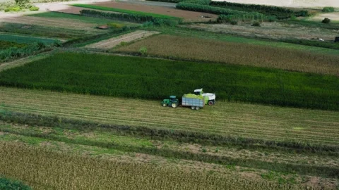 Corn Silage Harvesting with Tractor Harvester Drone Shot Bird View Stock Footage 247370902