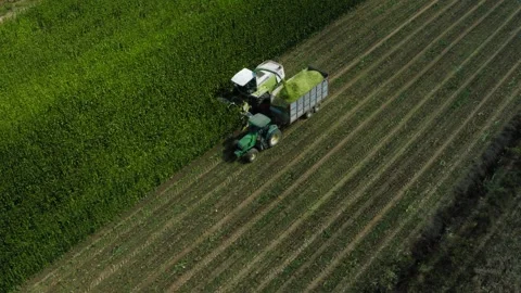 Corn Silage Harvesting with Tractor Harvester Drone Shot Bird View Stock Footage 247370908