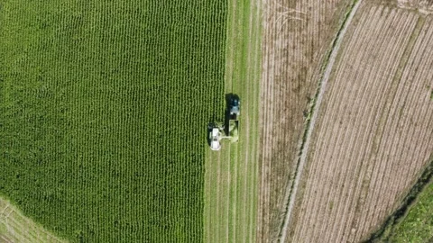 Corn Silage Harvesting with Tractor Harvester Drone Shot Bird View Stock Footage 247370928