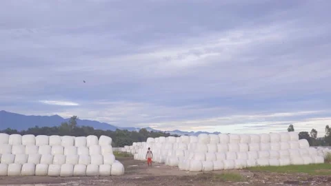 Corn silage in plant Stock Footage 209809876