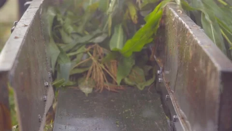 Corn silage process and cutting in plant Stock Footage 209810657
